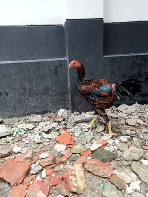 Fighter Chicken for Sale