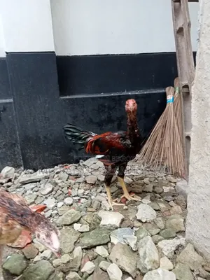 ফাইটার মুরগি সেল হবে