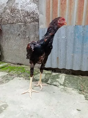 ফাইটার মুরগি সেল হবে