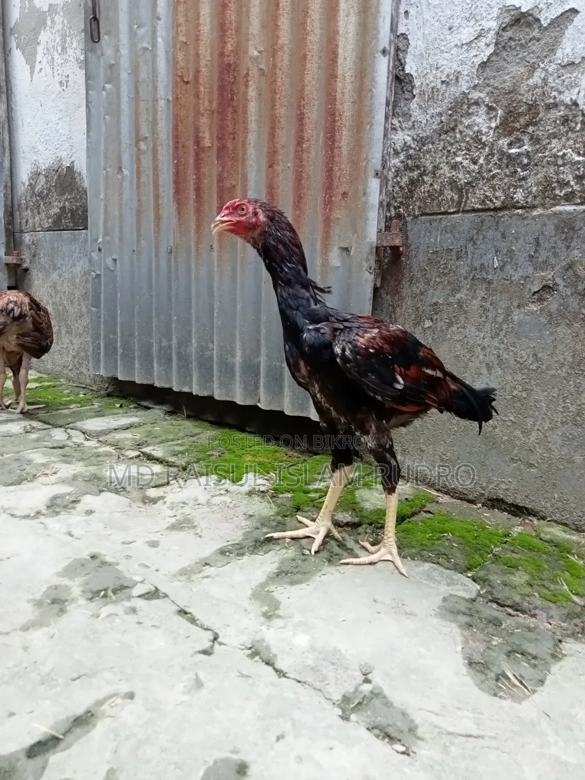 ফাইটার মুরগি সেল হবে