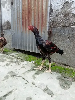 ফাইটার মুরগি সেল হবে