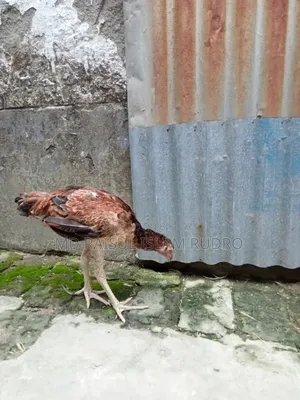 ফাইটার মুরগি সেল হবে