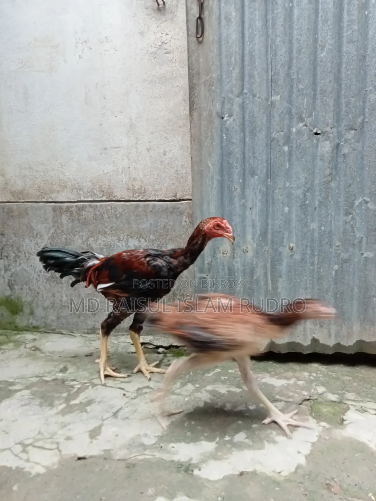 ফাইটার মুরগি সেল হবে