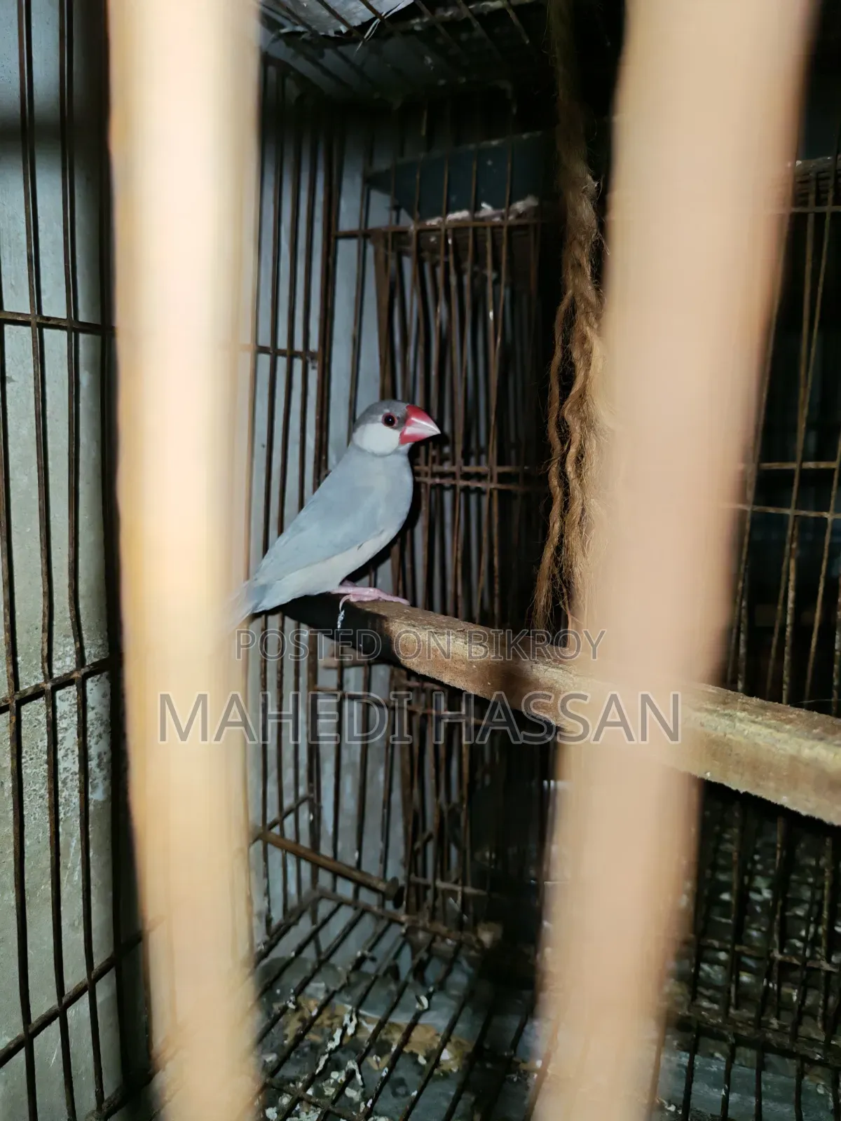 Silver Java
