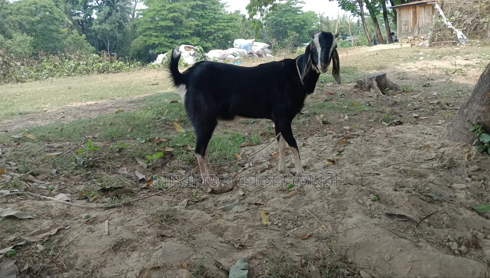 ২টি উন্নত জাতের ছাগল বিক্রি করা হবে