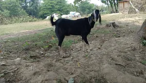 ২টি উন্নত জাতের ছাগল বিক্রি করা হবে