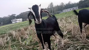 ২টি উন্নত জাতের ছাগল বিক্রি করা হবে