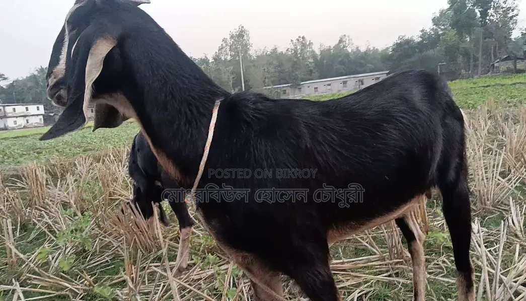 ২টি উন্নত জাতের ছাগল বিক্রি করা হবে