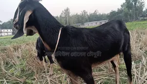 ২টি উন্নত জাতের ছাগল বিক্রি করা হবে