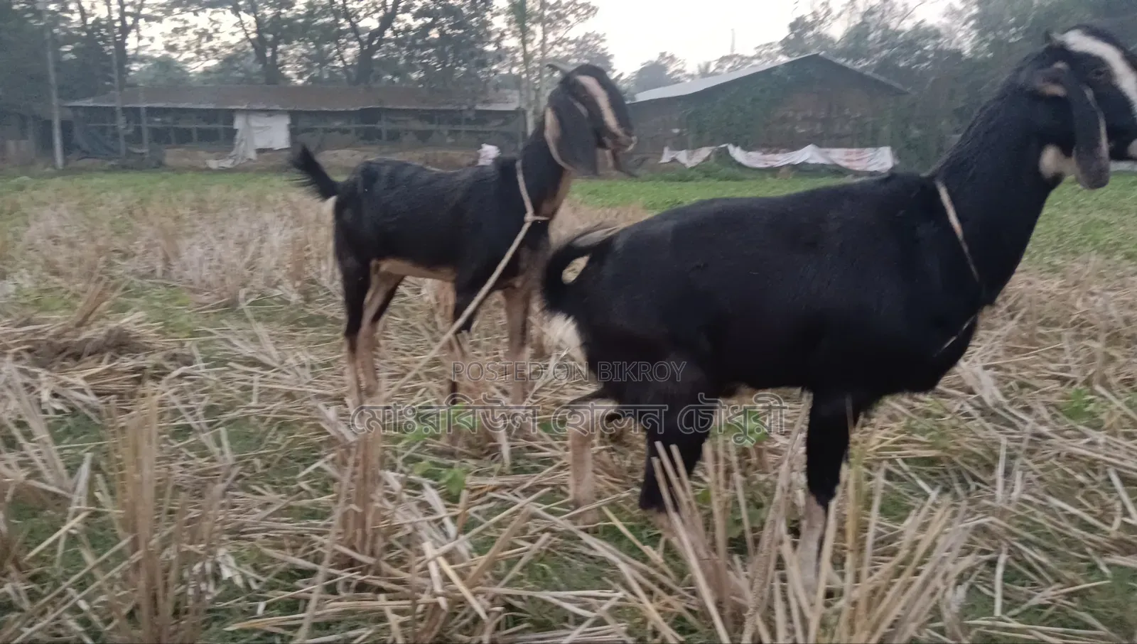 ২টি উন্নত জাতের ছাগল বিক্রি করা হবে