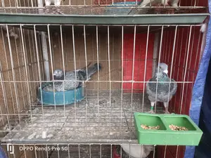 Racer Pigeon