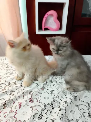 1-3 Months Male Purebred Persian