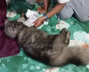6-12 Months Male Purebred Persian