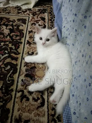 1-3 Months Female Purebred Persian Kitten