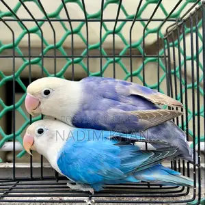 Lovebird