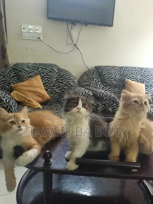 1-3 Months Male Purebred Persian