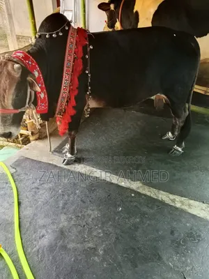 গরু বিঞি হবে বিস্তারিত নিচে দেখুন