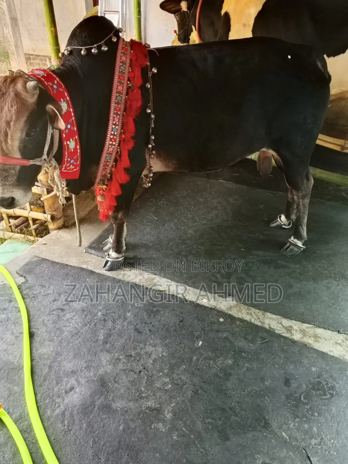 গরু বিঞি হবে বিস্তারিত নিচে দেখুন