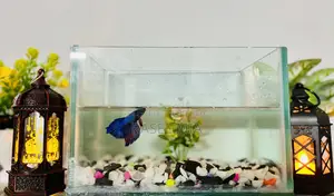 Aquarium With Fighter Fish