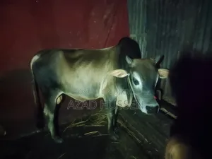 Good Quality Cow for Sale