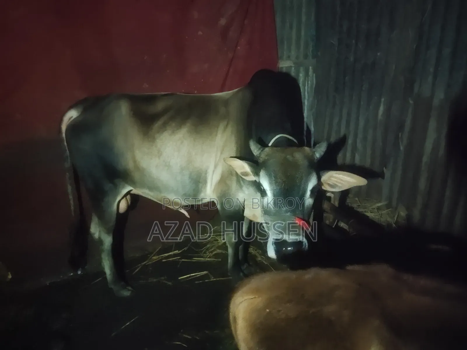 Good Quality Cow for Sale