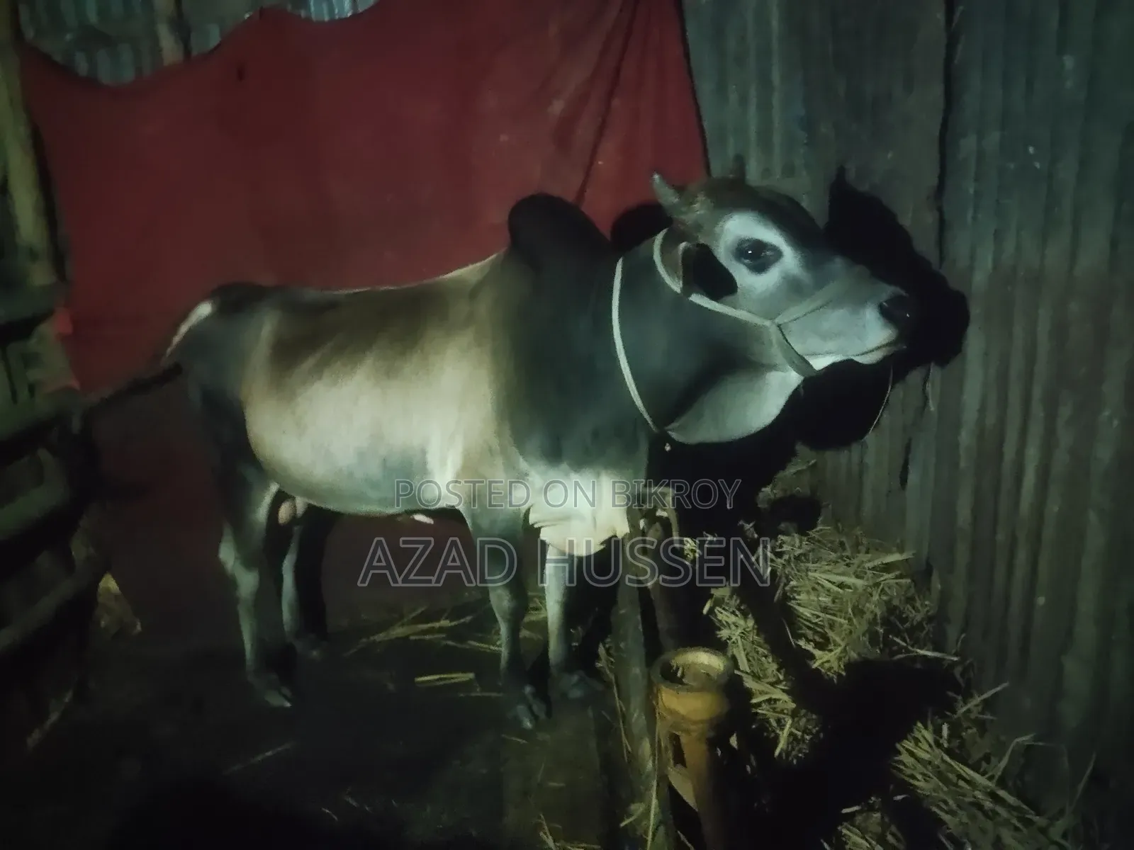 Good Quality Cow for Sale