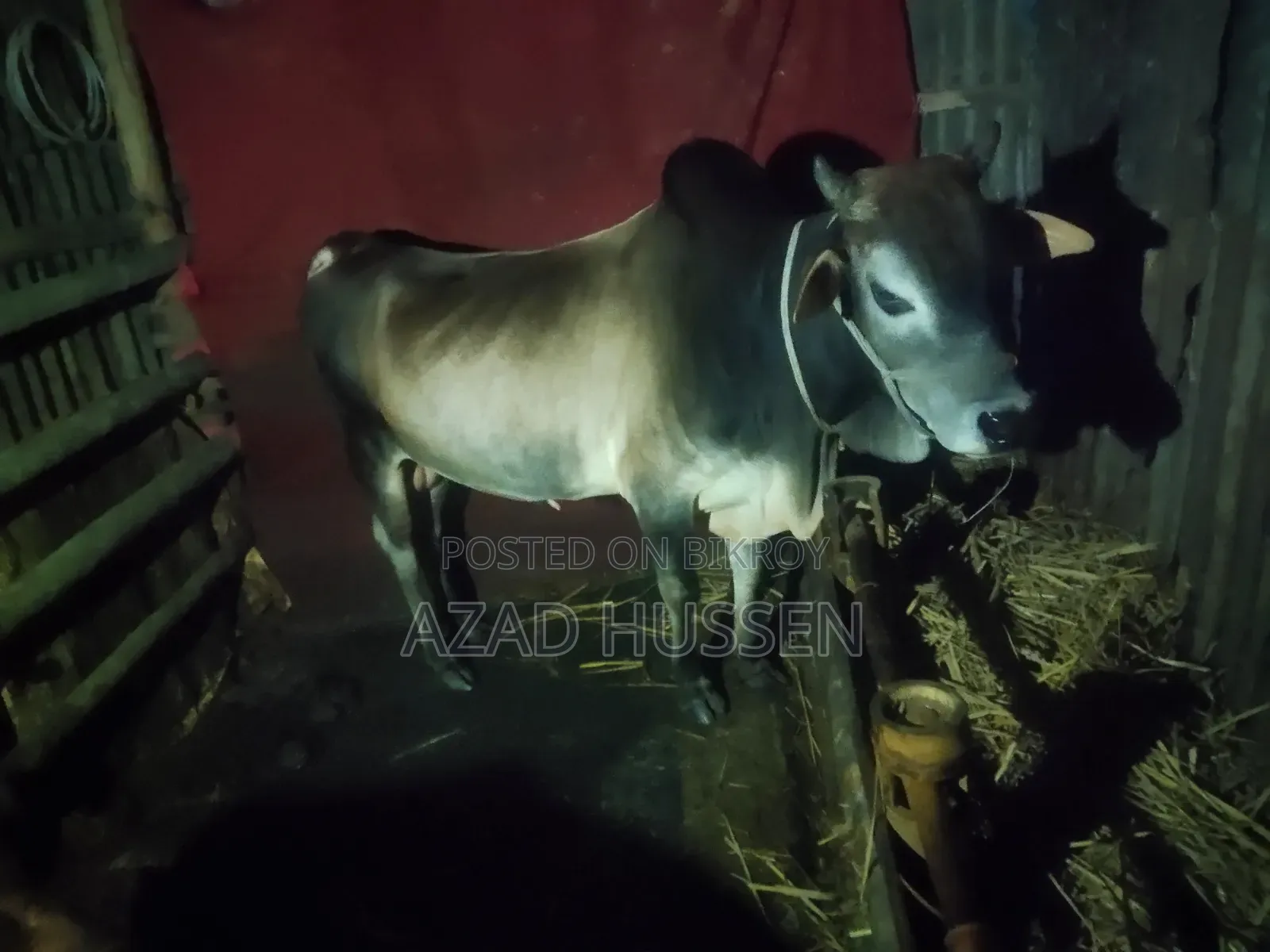 Good Quality Cow for Sale