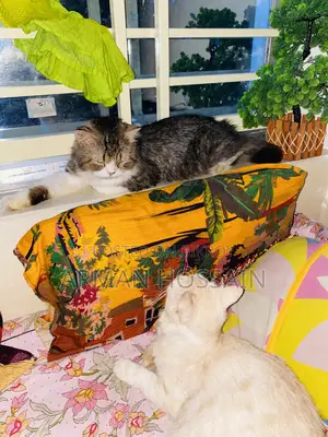 1+ Year Female Purebred Persian