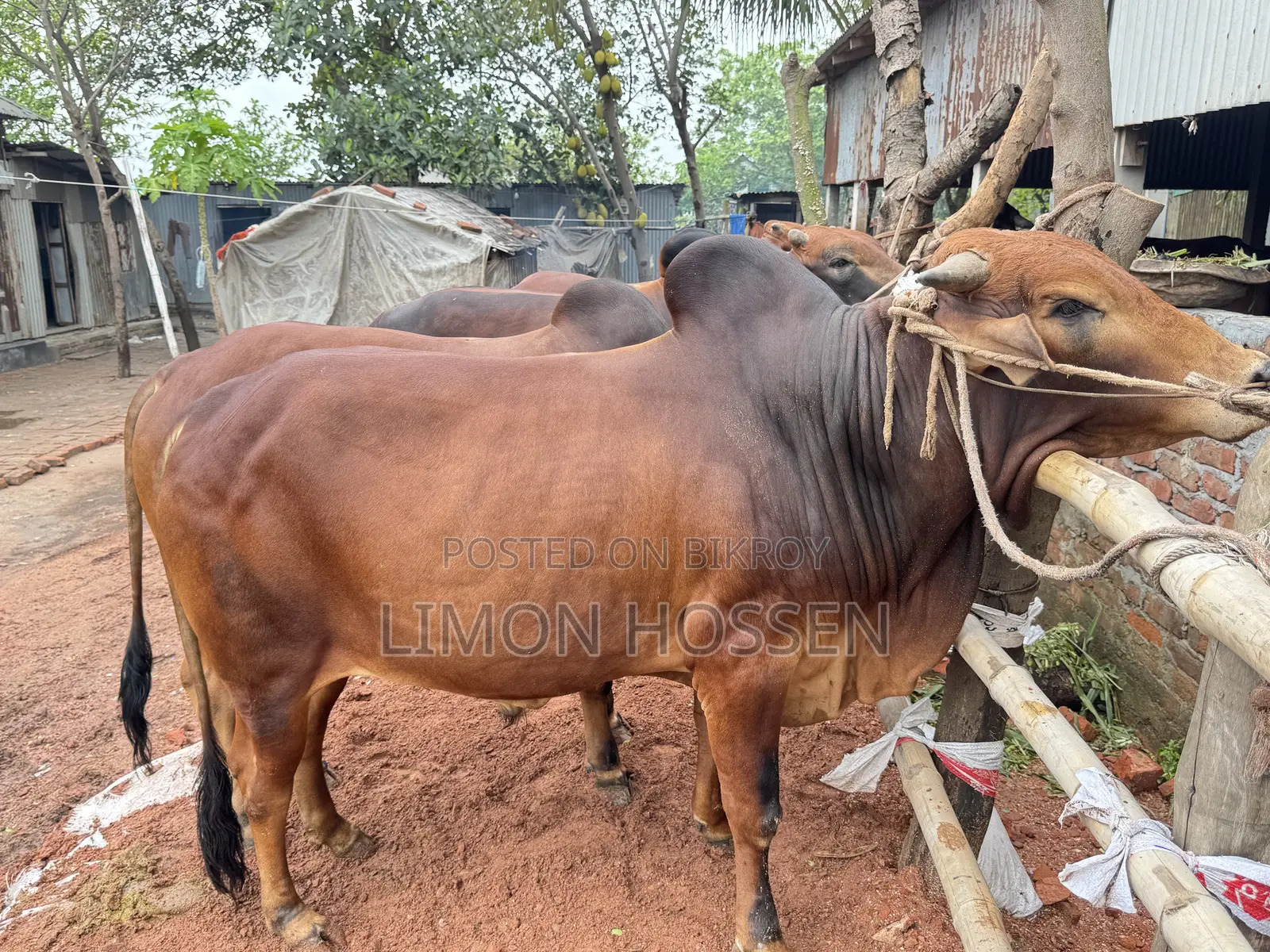 “শক্তিশালী ও স্বাস্থ্যবান কোরবানির গরু – দেখলেই পছন্দ হবে”