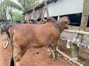 “শক্তিশালী ও স্বাস্থ্যবান কোরবানির গরু – দেখলেই পছন্দ হবে”