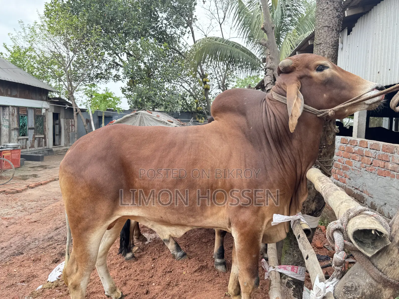“শক্তিশালী ও স্বাস্থ্যবান কোরবানির গরু – দেখলেই পছন্দ হবে”