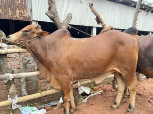 “শক্তিশালী ও স্বাস্থ্যবান কোরবানির গরু – দেখলেই পছন্দ হবে”