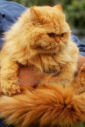 1+ Year Female Purebred Persian