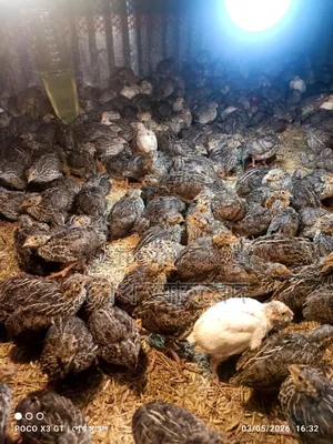 Quail Birds