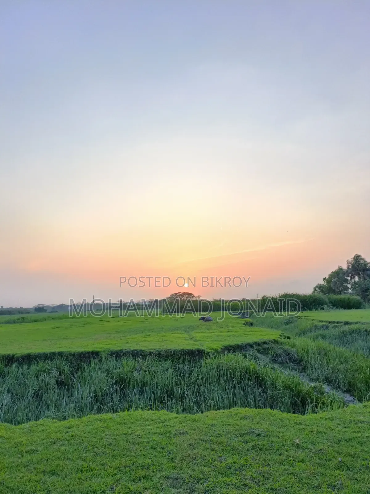 Oppo Reno 256 GB Blue