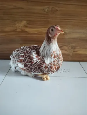 ওয়াইন্ডট মুরগি