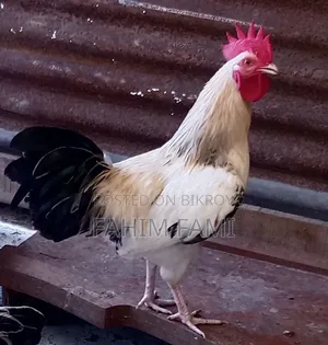Desi Rooster for Breeding for Sale