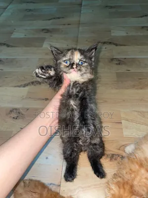 1-3 Months Female Purebred Persian