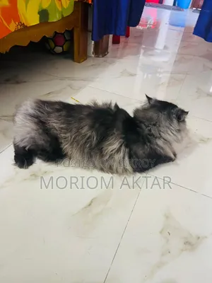 6-12 Months Male Purebred Persian