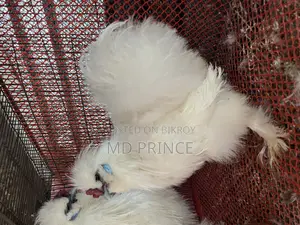 সিল্কি মোরগ