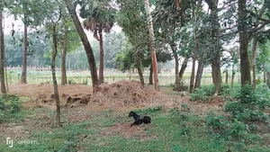 7 Katha Land Suitable for Building a House
