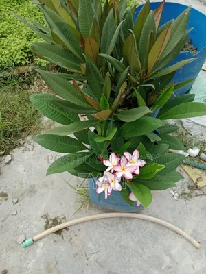 Plumeria Tree