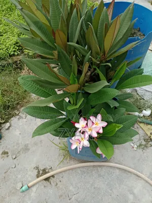 কাঠগোলাপ গাছ