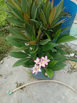 কাঠগোলাপ গাছ