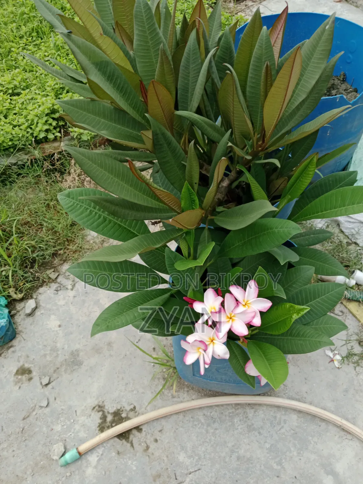 কাঠগোলাপ গাছ