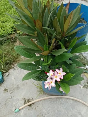 কাঠগোলাপ গাছ