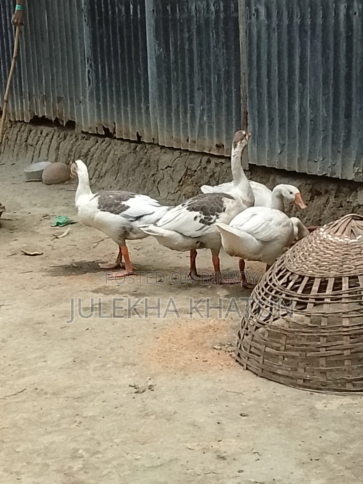 রাজহাঁস বিক্রি হবে সম্পূর্ণ বাসায় পালা