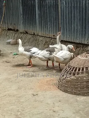 রাজহাঁস বিক্রি হবে সম্পূর্ণ বাসায় পালা