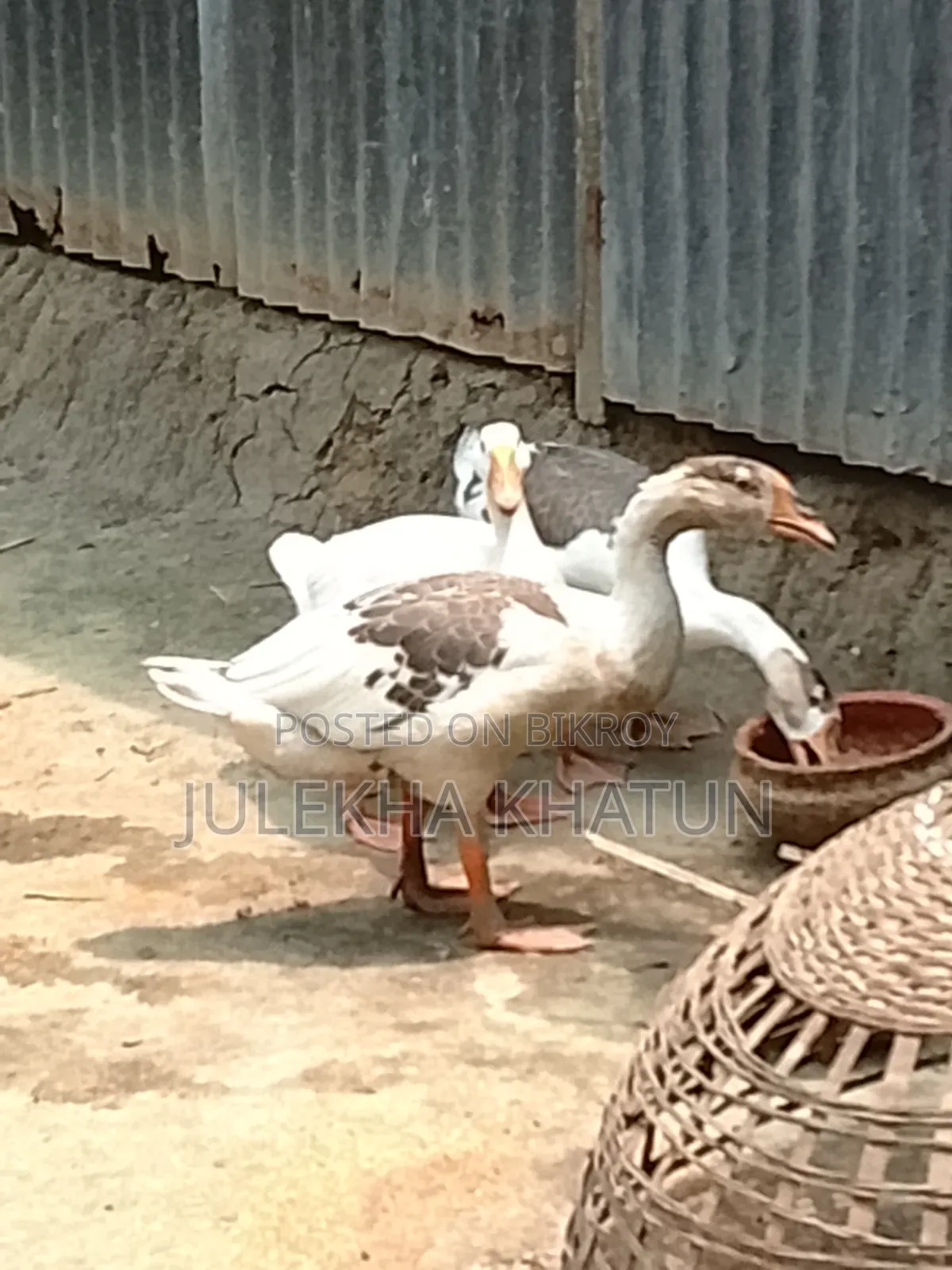 রাজহাঁস বিক্রি হবে সম্পূর্ণ বাসায় পালা