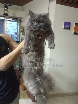 1+ Year Male Purebred Persian